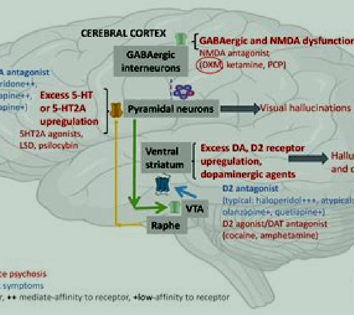 Celexa celexa alcohol pharmacodynamics medication