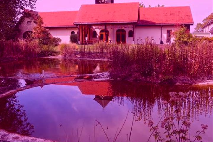 Celexa celexa foggy head medication