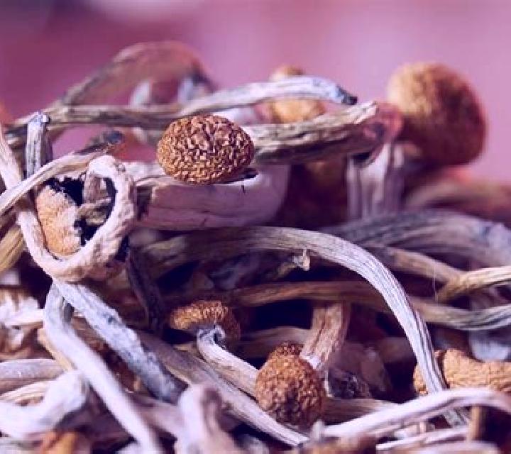 Celexa shrooms and celexa pharmacy