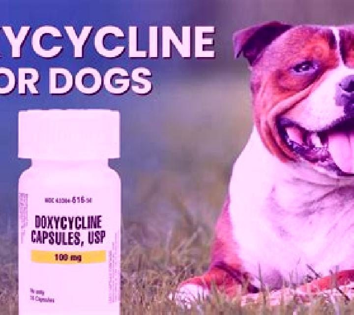 Doxycycline doxycycline for dogs medication