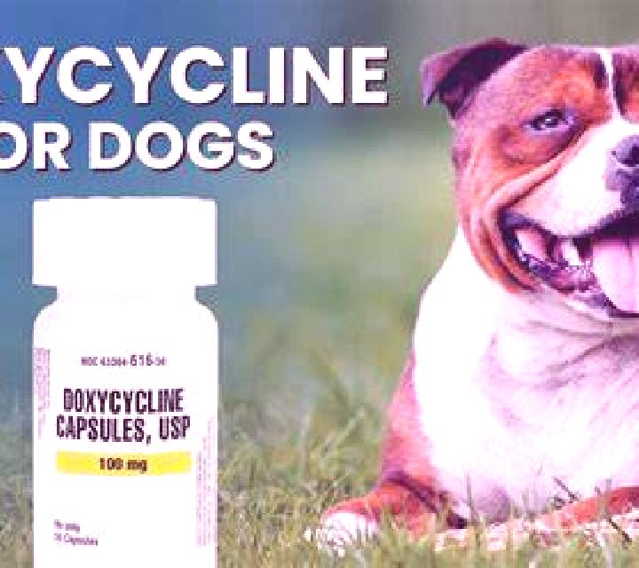Doxycycline doxycycline for dogs pharmacy