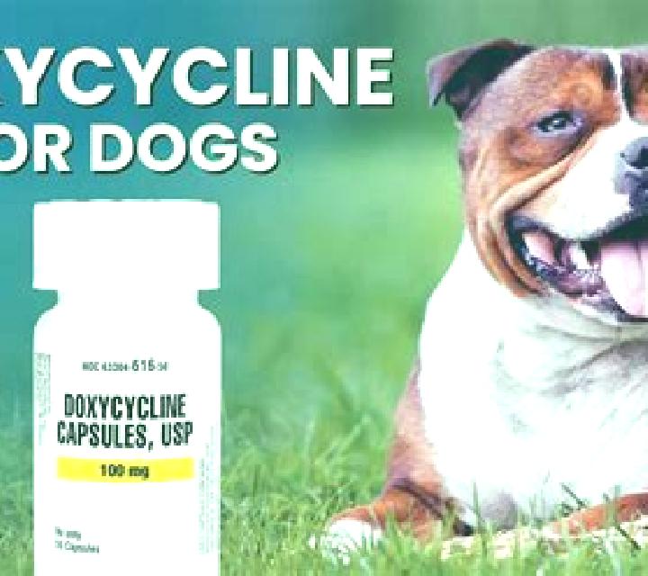 Doxycycline doxycycline for dogs pills