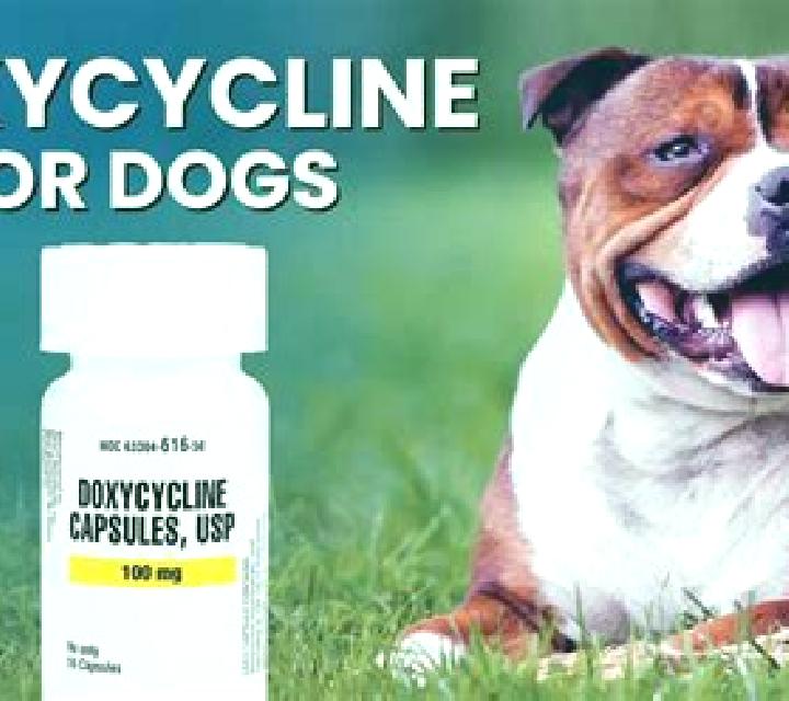 Doxycycline doxycycline for dogs tablet