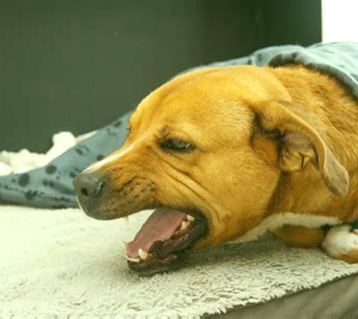 Flagyl dog gagging after flagyl pills