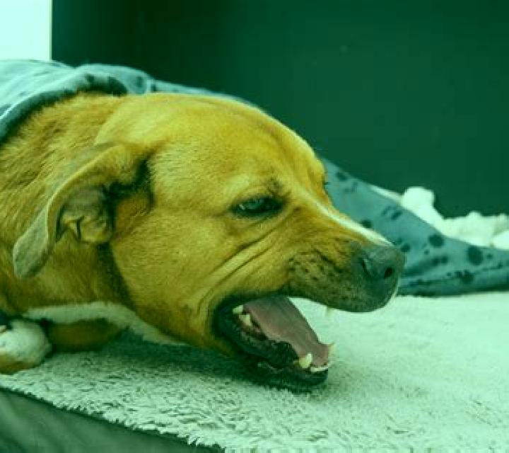 Flagyl dog gagging after flagyl tablet