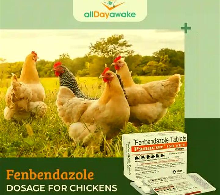 Flagyl flagyl dosage for chickens pills