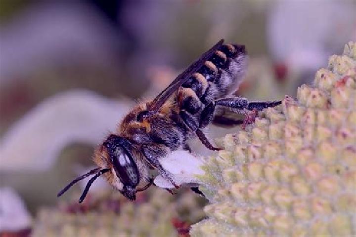 Kamagra uk kamagra nextday medication