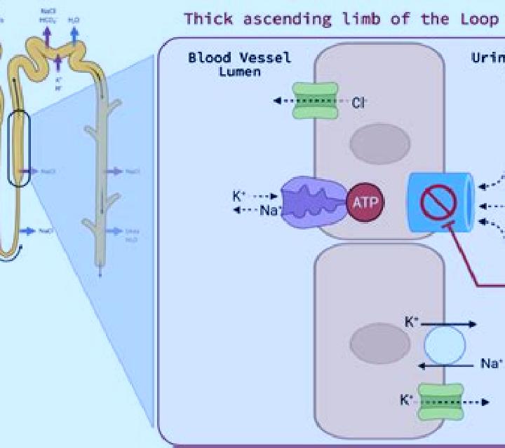 Lasix does lasix affect bowel movements medication