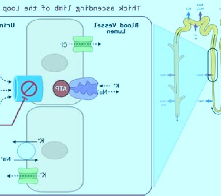Lasix effect of lasix on potassium medication