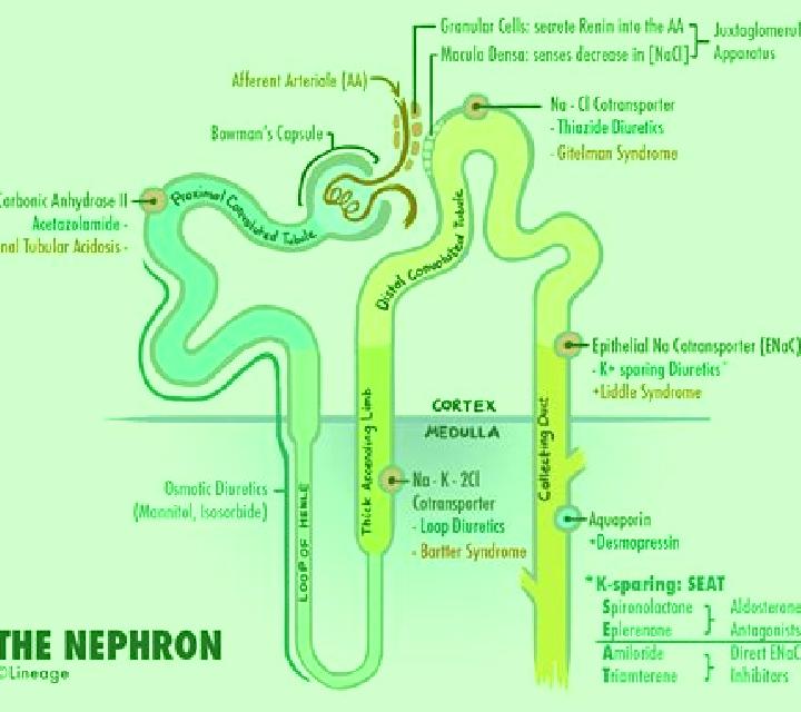 Lasix lasix acts where in kidney pharmacy