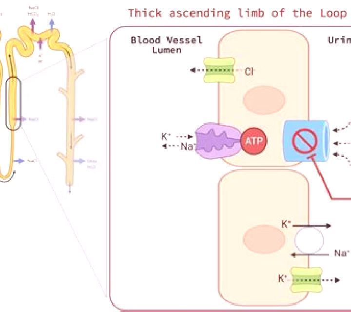 Lasix lasix acts where in kidney tablet