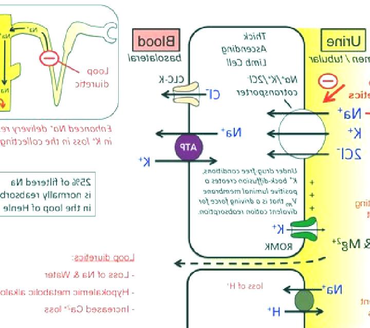 Lasix lasix affect what electrolytes pills