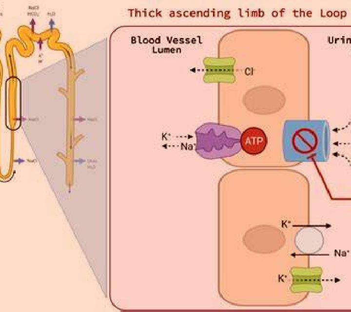 Lasix lasix effect on kidneys pills