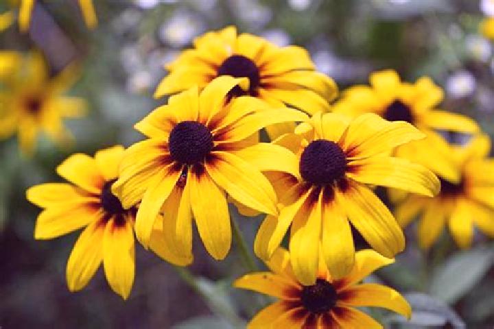 Lasix lasix side effects in humans medication