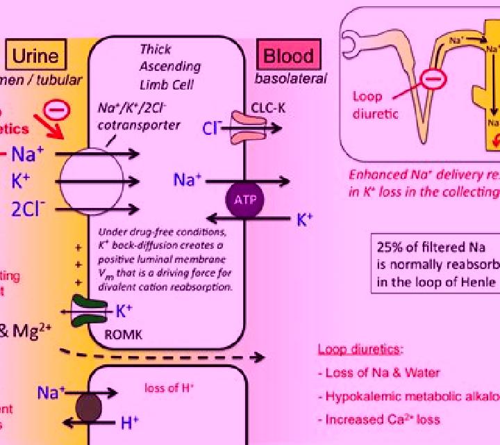 Lasix why give lasix during blood transfusion pharmacy
