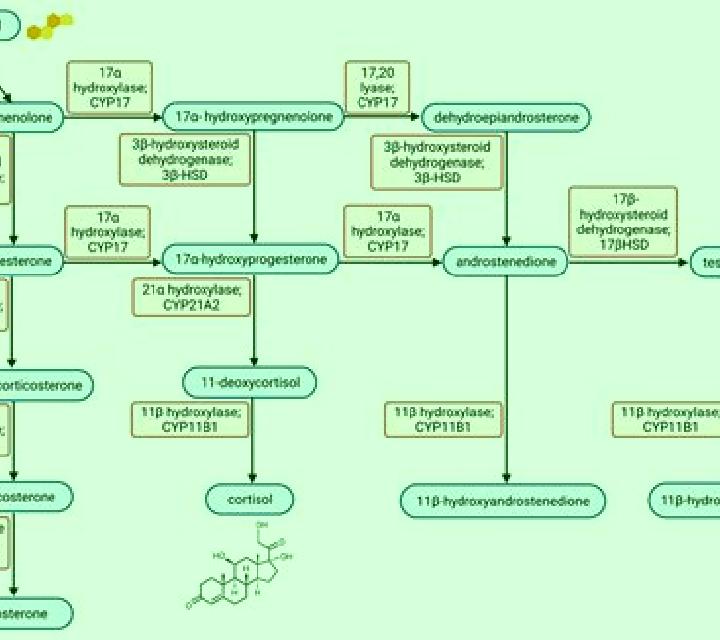 Prednisolone acth prednisolone pathway medication