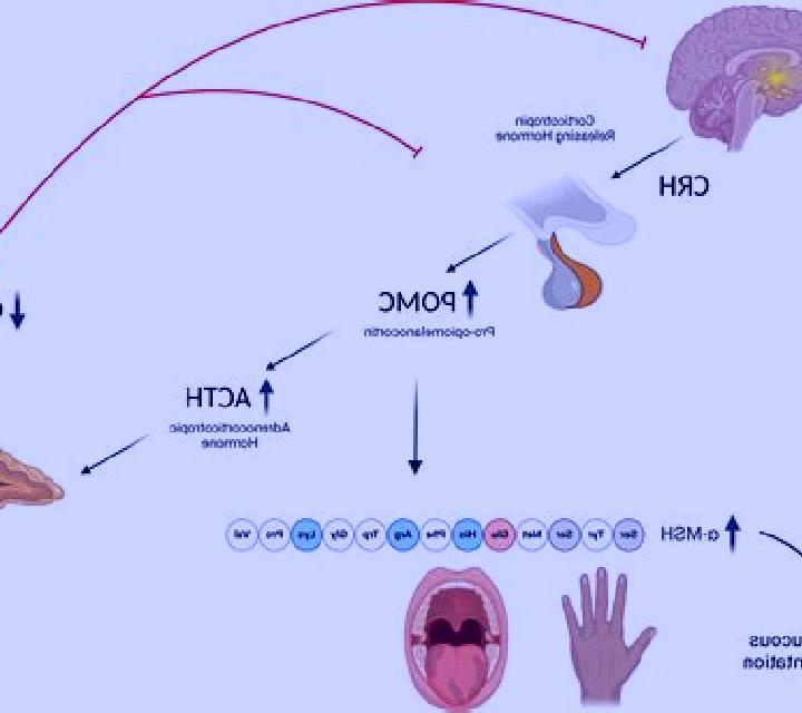 Prednisolone acth prednisolone pathway pharmacy
