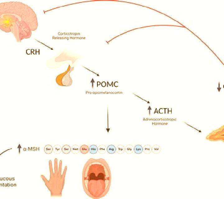 Prednisolone acth prednisolone pathway tablet