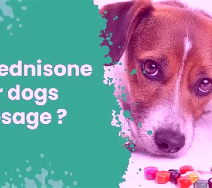 Prednisolone behavourial changes in dogs prednisolone medication