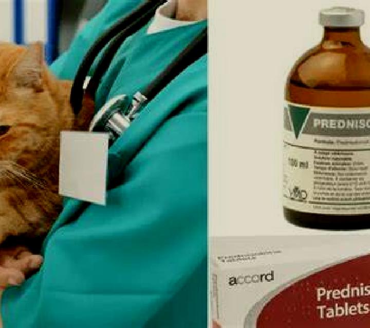 Prednisolone cat does prednisolone make you paranoid medication