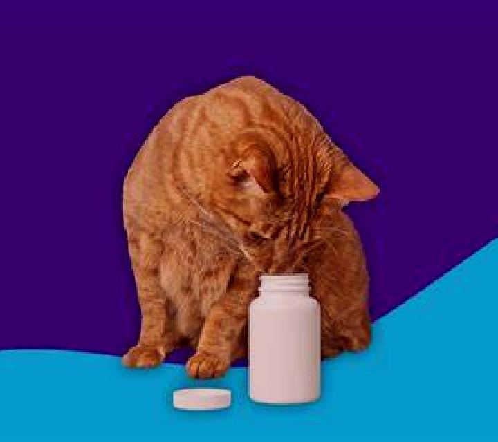 Prednisolone cat prednisolone overdose pills