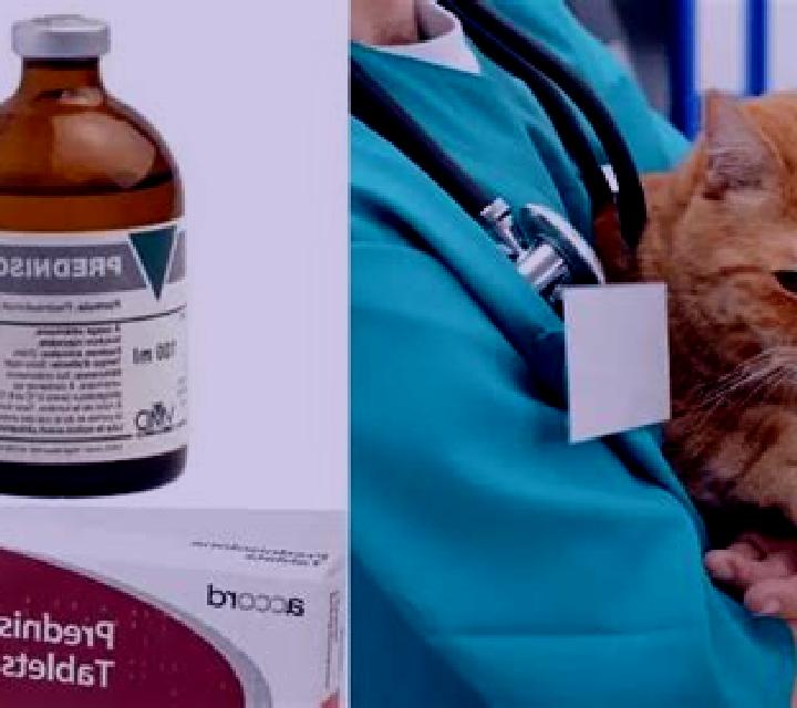 Prednisolone cat prednisolone sneezing pharmacy