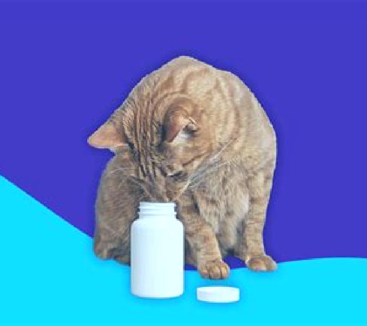 Prednisolone cat prednisolone sneezing tablet