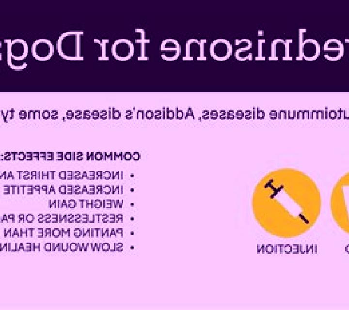 Prednisolone dogs prednisolone induction dosage medication