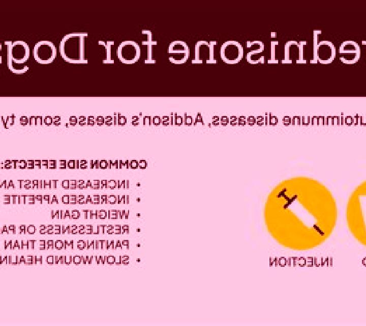 Prednisolone dogs prednisolone side effects tablet