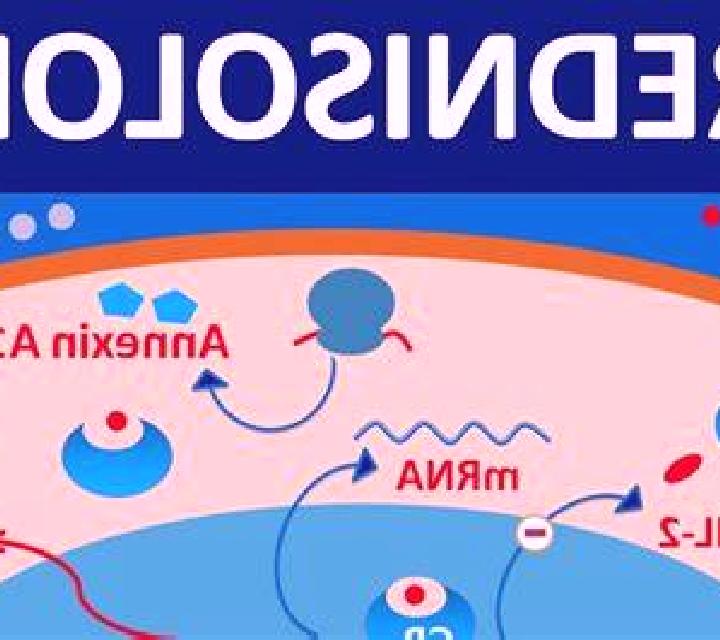 Prednisolone how does prednisolone work cytokine pharmacy