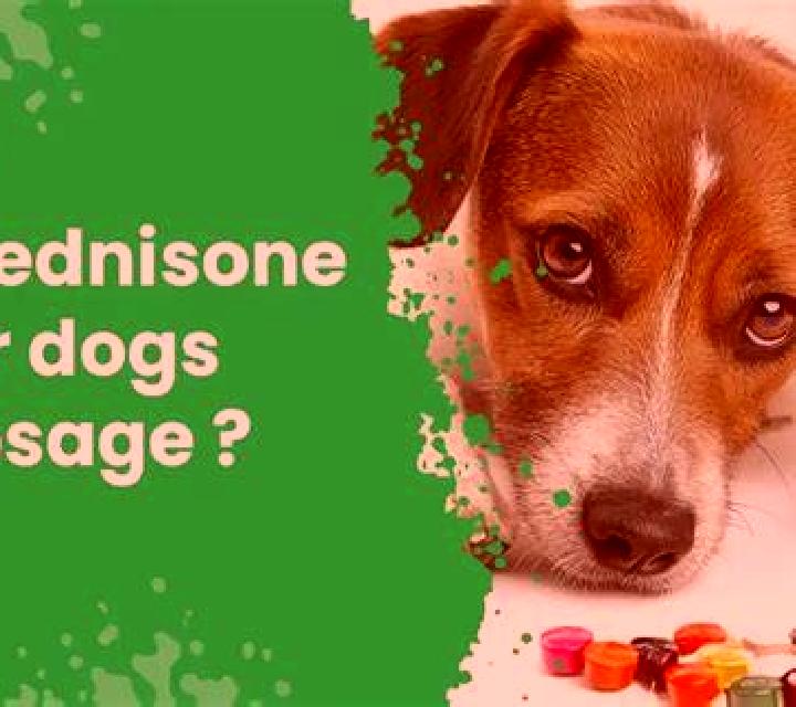 Prednisolone otitis prednisolone dog medication