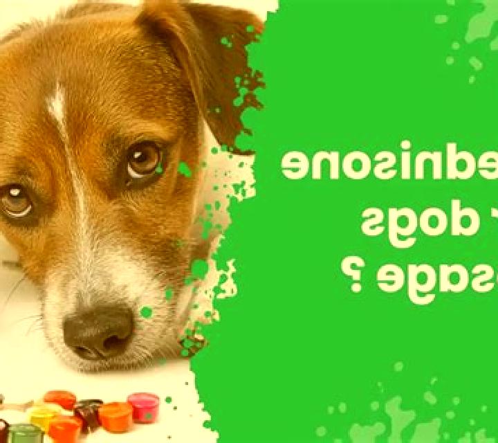 Prednisolone otitis prednisolone dog pharmacy