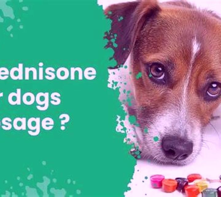 Prednisolone otitis prednisolone dog pills