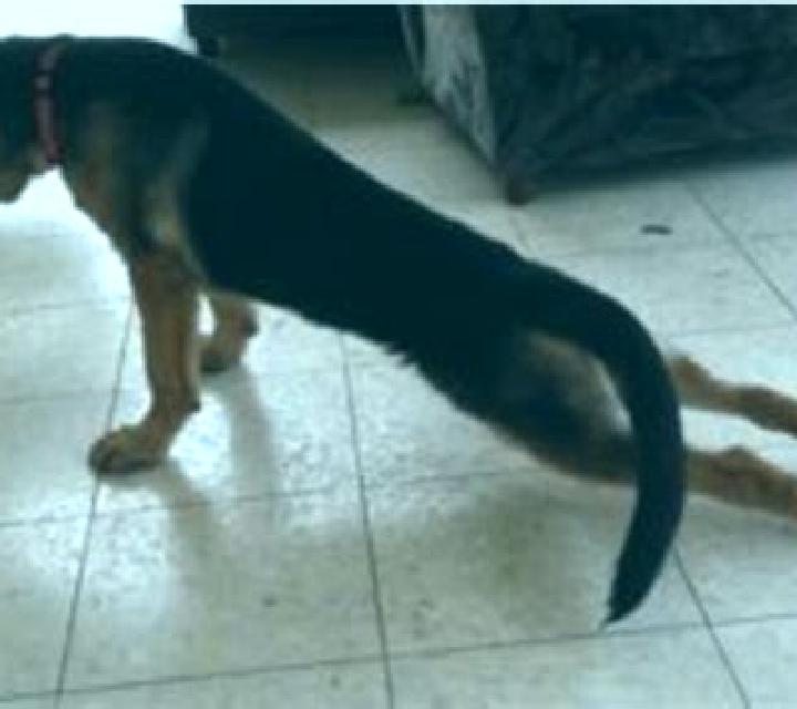 Prednisolone prednisolone collapse back legs dog medication