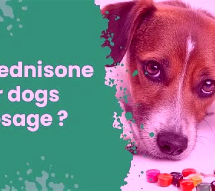Prednisolone prednisolone dog behavioral side effects pooping tablet