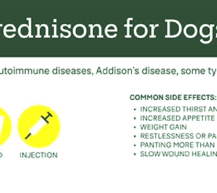 Prednisolone prednisolone dosage for dog tablet