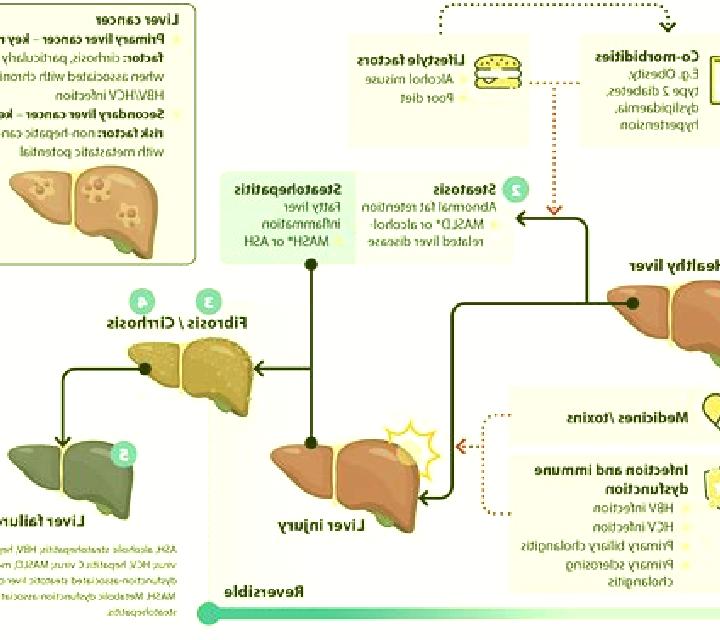 Prednisolone prednisolone effect on liver pharmacy