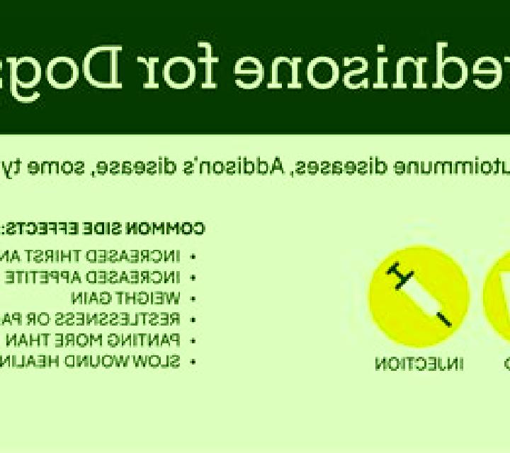 Prednisolone prednisolone for dogs dosee medication
