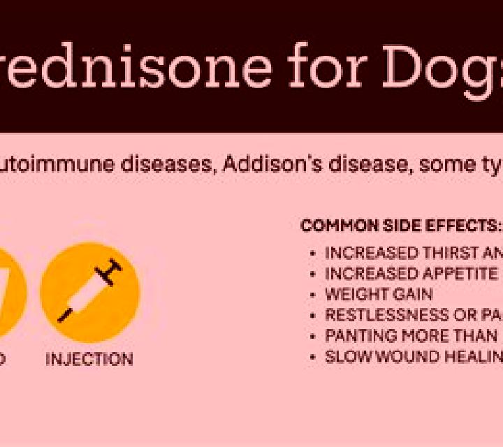 Prednisolone side effects prednisolone in dogs pills
